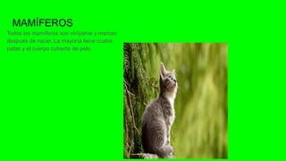 Todos los mamíferos son vivíparos y maman
después de nacer. La mayoría tiene cuatro
patas y el cuerpo cubierto de pelo.
MAMÍFEROS
 