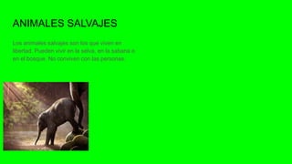 ANIMALES SALVAJES
Los animales salvajes son los que viven en
libertad. Pueden vivir en la selva, en la sabana o
en el bosque. No conviven con las personas.
 