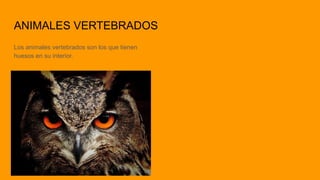 ANIMALES VERTEBRADOS
Los animales vertebrados son los que tienen
huesos en su interior.
 