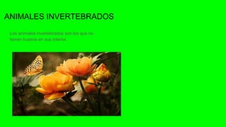ANIMALES INVERTEBRADOS
Los animales invertebrados son los que no
tienen huesos en sus interior.
 