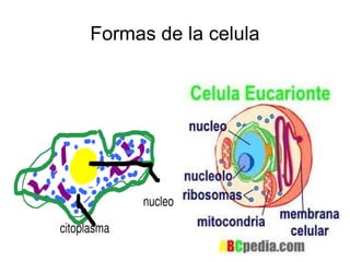 Formas de la celula 