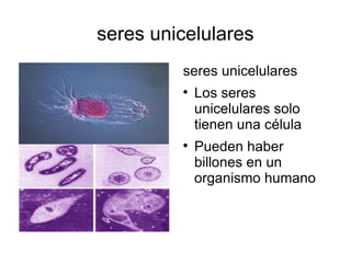 seres unicelulares seres unicelulares Los seres unicelulares solo tienen una célula Pueden haber billones en un organismo humano 