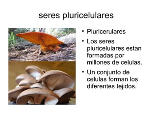 seres pluricelulares Pluricerulares Los seres pluricelulares estan formadas por millones de celulas. Un conjunto de celulas forman los diferentes tejidos. 