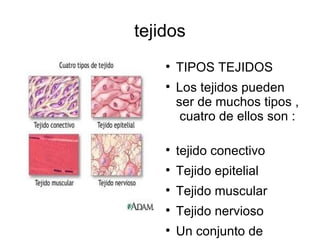 tejidos TIPOS TEJIDOS Los tejidos pueden ser de muchos tipos ,  cuatro de ellos son :  tejido conectivo Tejido epitelial  Tejido muscular Tejido nervioso Un conjunto de tejidos forman organos. 
