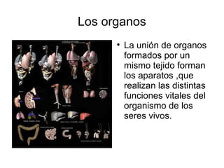 Los organos La unión de organos formados por un mismo tejido forman los aparatos ,que realizan las distintas funciones vitales del organismo de los seres vivos.  