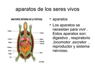 aparatos de los seres vivos aparatos Los aparatos se necesitan para vivir .  Estos aparatos son: digestivo , respiratorio ,locomotor ,excretor  , reproductor y sistema nervioso. 
