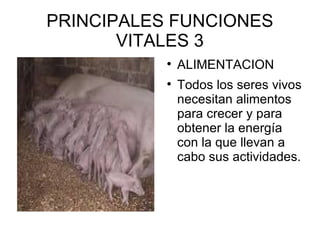 PRINCIPALES FUNCIONES VITALES 3 ALIMENTACION Todos los seres vivos necesitan alimentos para crecer y para obtener la energía con la que llevan a cabo sus actividades. 