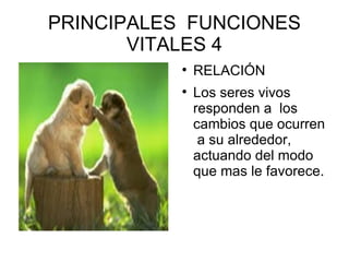 PRINCIPALES  FUNCIONES VITALES 4 RELACIÓN Los seres vivos responden a  los cambios que ocurren  a su alrededor, actuando del modo que mas le favorece. 