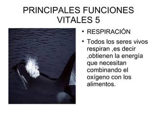 PRINCIPALES FUNCIONES VITALES 5 RESPIRACIÓN Todos los seres vivos respiran ,es decir ,obtienen la energía que necesitan combinando el oxígeno con los alimentos. 