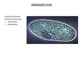PARAMECIUN
Grupo dos protozoos.
Reino dos protoctistas.
• Unicelulares.
• Heterótrofos.

 