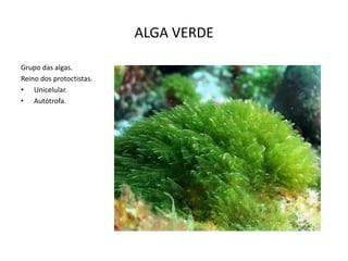 ALGA VERDE
Grupo das algas.
Reino dos protoctistas.
• Unicelular.
• Autótrofa.

 
