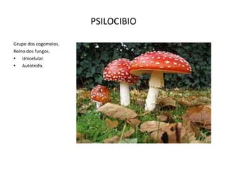 PSILOCIBIO
Grupo dos cogomelos.
Reino dos fungos.
• Unicelular.
• Autótrofo.

 