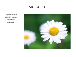 MARGARITAS
Grupo das plantas.
Reino das plantas.
• Pluricelular.
• Autótrofa.

 