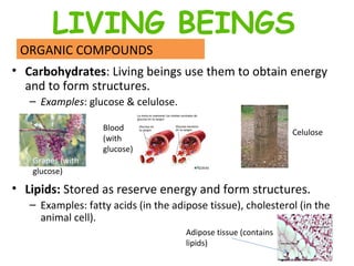 Carbohydrates : Living beings use them to obtain energy and to form structures.  Examples : glucose & celulose. Lipids:  Stored as reserve energy and form structures. Examples: fatty acids (in the adipose tissue), cholesterol (in the animal cell). ORGANIC COMPOUNDS Celulose Grapes (with  glucose) Blood (with glucose) Adipose tissue (contains lipids) LIVING BEINGS 