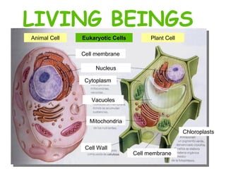 LIVING BEINGS Animal Cell Plant Cell Cell membrane Nucleus Cytoplasm Vacuoles Mitochondria Cell Wall Cell membrane Chloroplasts Eukaryotic Cells 
