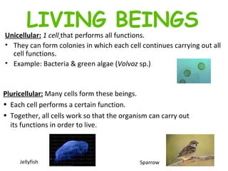 Unicellular:   1 cell   that performs all functions.  They can form colonies in which each cell continues carrying out all cell functions.  Example: Bacteria & green algae ( Volvoz  sp.) LIVING BEINGS Pluricellular:   Many cells form these beings.  Each cell performs a certain function. Together, all cells work so that the organism can carry out its functions in order to live. Jellyfish Sparrow 