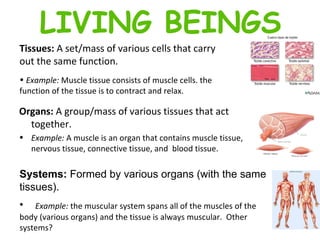 Tissues:  A set/mass of various cells that carry out the same function.  Example:  Muscle tissue consists of muscle cells. the function of the tissue is to contract and relax. LIVING BEINGS Organs:  A group/mass of various tissues that act together.  Example:  A muscle is an organ that contains muscle tissue, nervous tissue, connective tissue, and  blood tissue. Systems:  Formed by various organs (with the same tissues).  Example:  the muscular system spans all of the muscles of the body (various organs) and the tissue is always muscular.  Other systems? 