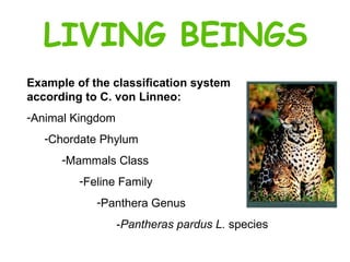 LIVING BEINGS Example of the classification system according to C. von Linneo: Animal Kingdom Chordate Phylum Mammals Class Feline Family Panthera Genus - Pantheras pardus L.  species 