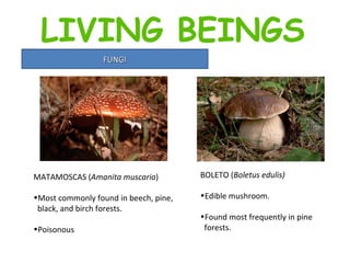 FUNGI MATAMOSCAS ( Amanita muscaria ) Most commonly found in beech, pine, black, and birch forests. Poisonous BOLETO ( Boletus edulis)  Edible mushroom.  Found most frequently in pine  forests.  LIVING BEINGS 