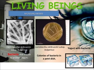 MICROORGANISMS Yogurt with bacteria. LIVING BEINGS Lactobacillus delbrueckii  subsp.  bulgaricus Bacteria   that is used to produce yogurt. Lactobacillus delbrueckii  subsp.  bulgaricus Colonies of bacteria in  a petri dish. 