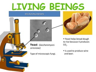 MICROORGANISMS Yeast  ( Saccharomyces cerevisiae) Type of microscopic fungi. Yeast helps bread dough to rise because it produces CO 2 . Is used to produce wine and beer. LIVING BEINGS 