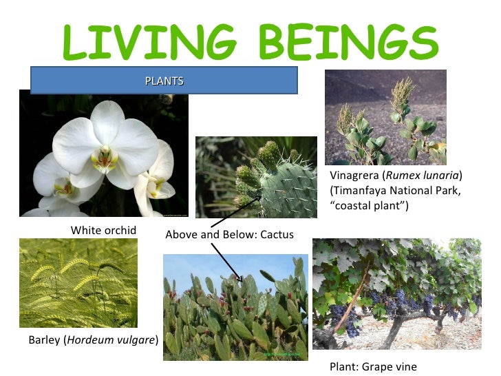 Living Beings
