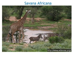 Savana Africana
 
