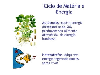 Ciclo de Matéria e
Energia
Autótrofos –obtêm energia
diretamente do Sol,
produzem seu alimento
através da da energia
luminosa
Heterótrofos– adquirem
energia ingerindo outros
seres vivos
 
