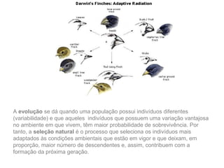 A evolução se dá quando uma população possui indivíduos diferentes
(variabilidade) e que aqueles indivíduos que possuem uma variação vantajosa
no ambiente em que vivem, têm maior probabilidade de sobrevivência. Por
tanto, a seleção natural é o processo que seleciona os indivíduos mais
adaptados às condições ambientais que estão em vigor e que deixam, em
proporção, maior número de descendentes e, assim, contribuem com a
formação da próxima geração.
 