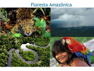 Floresta Amazônica
 