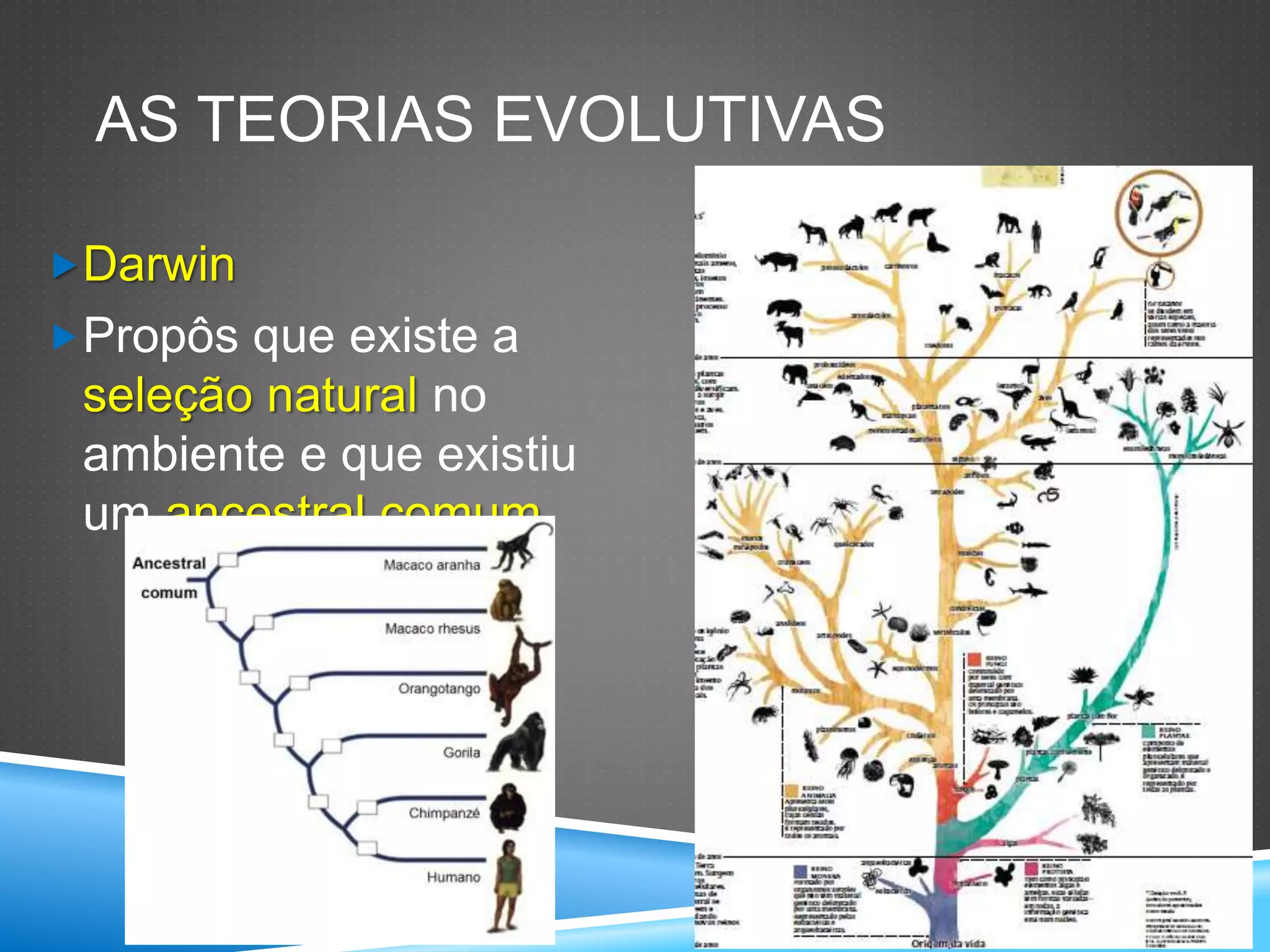 Seres vivos 7o ano evolução e classificação dos seres vivos | PPTX