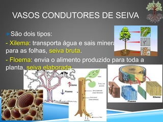Seres vivos 7o ano partes das plantas | PPTX