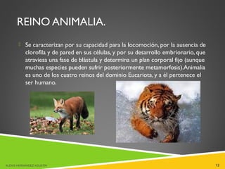 REINO ANIMALIA.
 Se caracterizan por su capacidad para la locomoción, por la ausencia de
clorofila y de pared en sus células, y por su desarrollo embrionario, que
atraviesa una fase de blástula y determina un plan corporal fijo (aunque
muchas especies pueden sufrir posteriormente metamorfosis).Animalia
es uno de los cuatro reinos del dominio Eucariota, y a él pertenece el
ser humano.
ALEXIS HERNÁNDEZ AGUSTIN 12
 