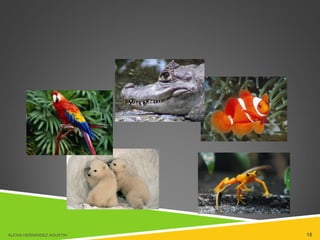 ALEXIS HERNÁNDEZ AGUSTIN 15
 