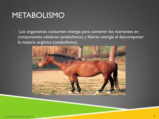 METABOLISMO
 Los organismos consumen energía para convertir los nutrientes en
componentes celulares (anabolismo) y liberan energía al descomponer
la materia orgánica (catabolismo).
ALEXIS HERNÁNDEZ AGUSTIN 6
 