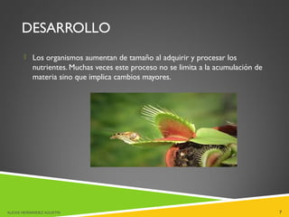 DESARROLLO
 Los organismos aumentan de tamaño al adquirir y procesar los
nutrientes. Muchas veces este proceso no se limita a la acumulación de
materia sino que implica cambios mayores.
ALEXIS HERNÁNDEZ AGUSTIN 7
 