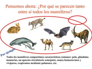 Pensemos ahora: ¿Por qué se parecen tanto entre sí todos los mamíferos? Todos los mamíferos compartimos características comunes: pelo, glándulas mamarias, un aparato circulatorio semejante, somos homeotermos y vivíparos, respiramos mediante pulmones, etc. Por ejemplo 