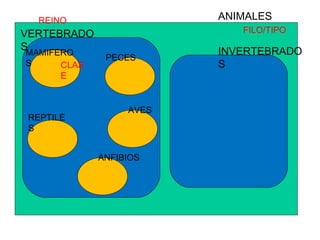 ANIMALES VERTEBRADOS INVERTEBRADOS MAMIFEROS PECES AVES REPTILES ANFIBIOS CLASE FILO/TIPO REINO 