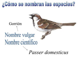 Nombre vulgar Nombre científico Gorrión Passer domesticus ¿Cómo se nombran las especies? 