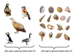 ¿Por qué se parecen tanto entre sí? ¿Por qué se parecen tanto entre sí? 