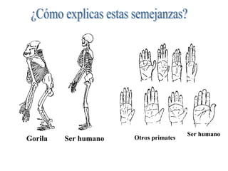 ¿Cómo explicas estas semejanzas? Gorila  Ser humano Ser humano Otros primates 