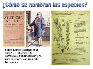 ¿Cómo se nombran las especies? Carlos Linneo estableció en el siglo XVIII el sistema de NOMENCLATURA BINOMIAL para nombrar científicamente las especies. 