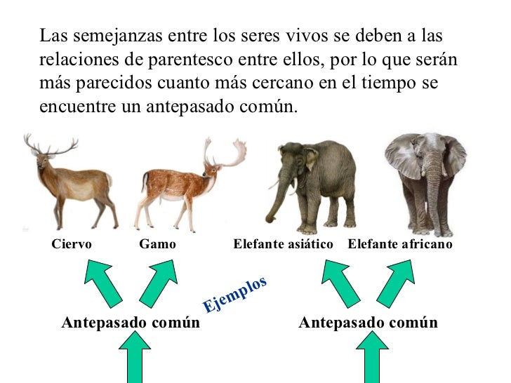Seres vivos nombrar