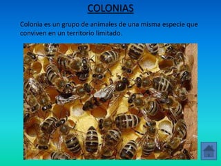COLONIAS
Colonia es un grupo de animales de una misma especie que
conviven en un territorio limitado.
 