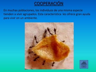 COOPERACIÓN
En muchas poblaciones, los individuos de una misma especie
tienden a vivir agrupados. Esta característica les ofrece gran ayuda
para vivir en un ambiente.
 