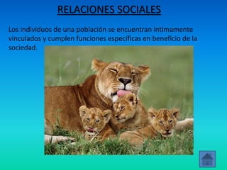 RELACIONES SOCIALES
Los individuos de una población se encuentran íntimamente
vinculados y cumplen funciones específicas en beneficio de la
sociedad.
 
