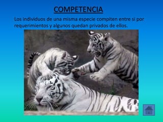 COMPETENCIA
Los individuos de una misma especie compiten entre si por
requerimientos y algunos quedan privados de ellos.
 