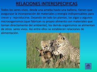 RELACIONES INTERESPECIFICAS
Todos los seres vivos, desde una ameba hasta una ballena, tienen que
asegurase la incorporación de materiales y energía indispensables para
crecer y reproducirse. Dejando de lado las plantas, las algas y algunos
microorganismos (que fabrican su propio alimento con materiales que
toman directamente del ambiente), los demás organismos se alimentan
de otros seres vivos. Así entre ellos se establecen relaciones de
alimentación.
 