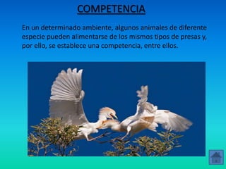 COMPETENCIA
En un determinado ambiente, algunos animales de diferente
especie pueden alimentarse de los mismos tipos de presas y,
por ello, se establece una competencia, entre ellos.
 