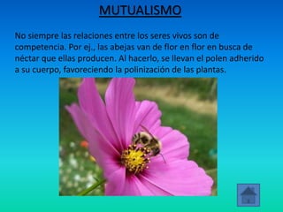 MUTUALISMO
No siempre las relaciones entre los seres vivos son de
competencia. Por ej., las abejas van de flor en flor en busca de
néctar que ellas producen. Al hacerlo, se llevan el polen adherido
a su cuerpo, favoreciendo la polinización de las plantas.
 